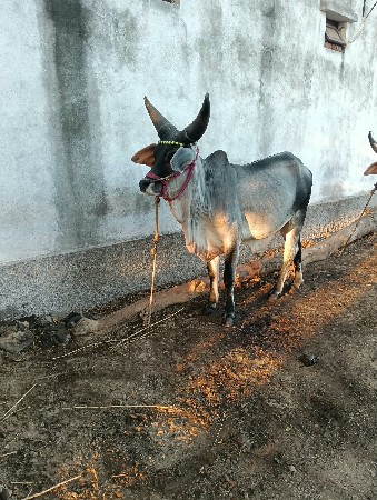 ગોધલા વેચવા ના છે