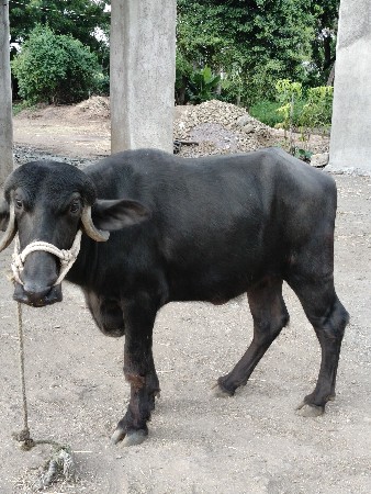 વેચવાની છે