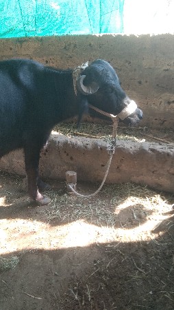 ખળેલી વેચવાની છે