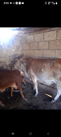 આ ગાયો વેચવાની છે