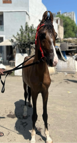 સાટા કરવા ના છે