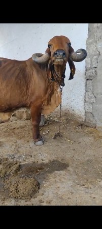 ગીર ગાય વેચવાની સે