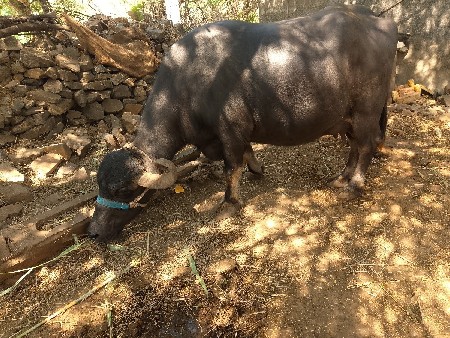 ભેંસ વેચવાની છે