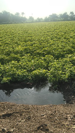 ભુકો વેચવાનો છે
