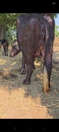 પેલા વેતર સાત મહિના