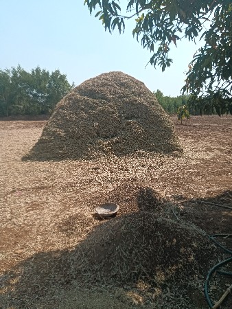 ભુકો