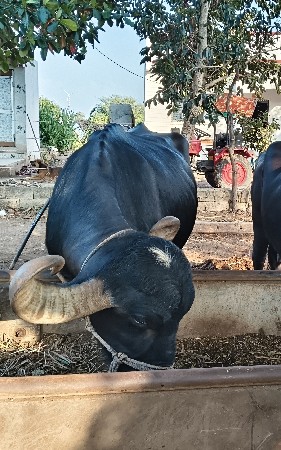 ભેંસ વેચવાની છે