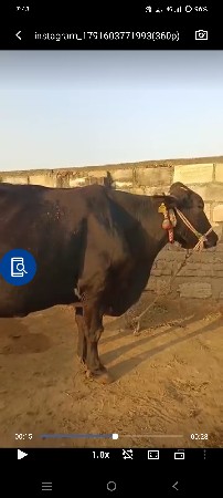 ગીર ક્રોશ ગાય વેચવાનિ છે
