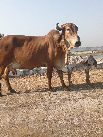 ગીર ગુઢી ગાય વેચવાની છે