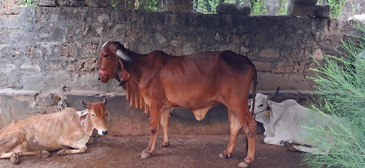 વાછડી વેસવાની છે