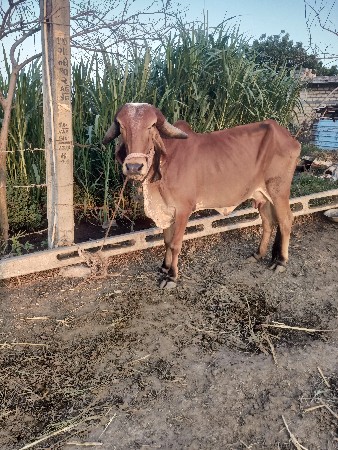 પેલું વેતર હોળકિ વેચવાનિછે