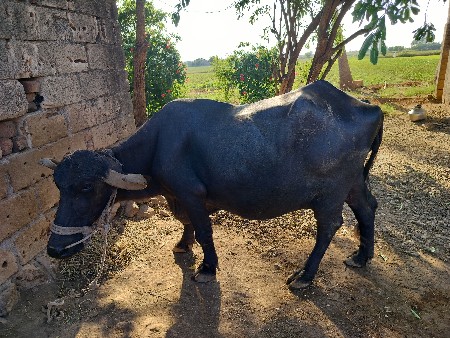 ભેંસ વેચવાની છે