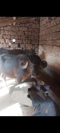 ભેંસ વેસવાની સે