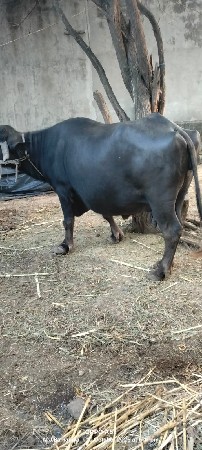 આ ભેંસ વેસવાની સે