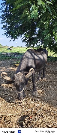 25 દિવસની કાચી  ચાર વેતર