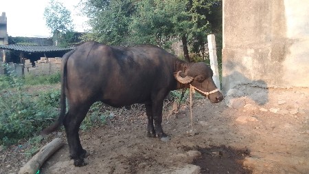 ખડેલી વેચવાની છે