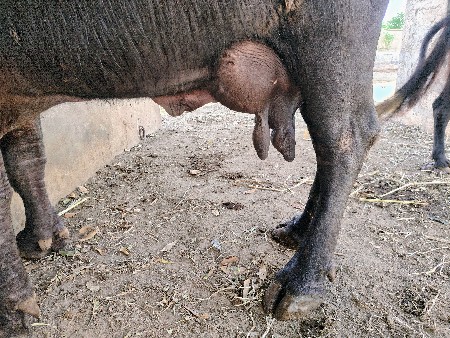 vechani che