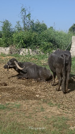 ભેંસો વેચવા છે
