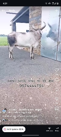 બળદ લેવા નો છે