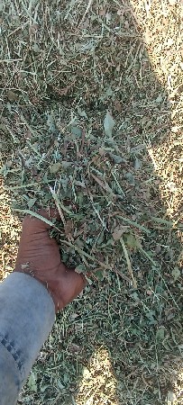 માડવી નો ભુકો