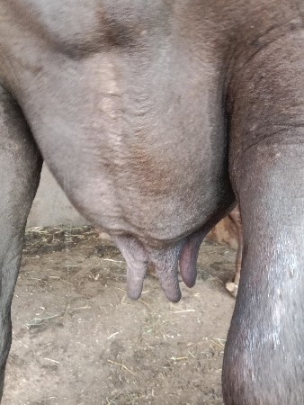 ભેંસ વેચવાની છે