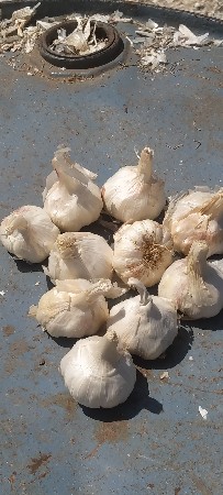 લસણ વેચવા નું છે