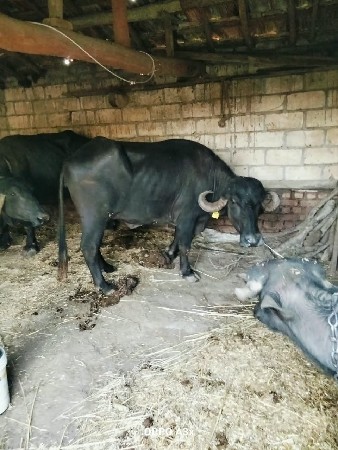ભેસવેસવાનીસેપારેટીસે
