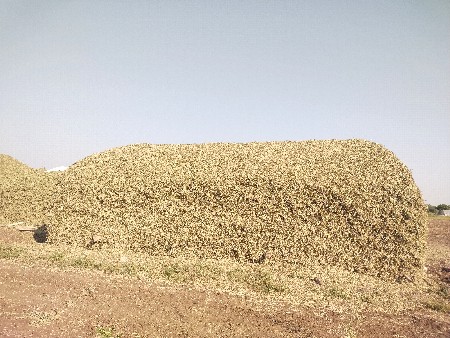 માંડવી નો સારો