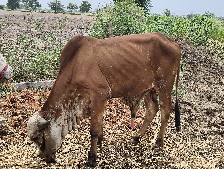 ગીર ખૂટે 3વરસ નો આપવાનો સે
