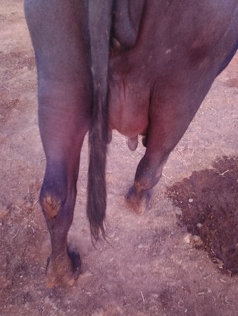 vechavani