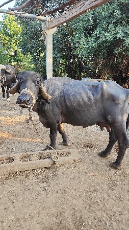 ભેંસ વેચવા ની છે