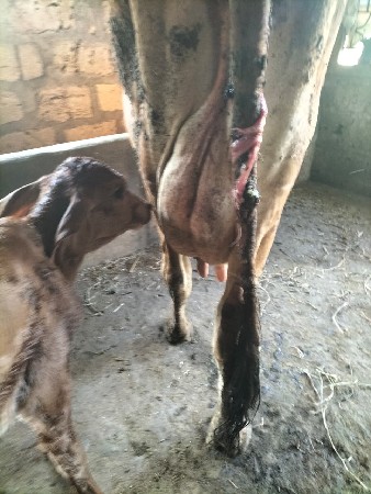 જરસી ગાય વેચવાની છે