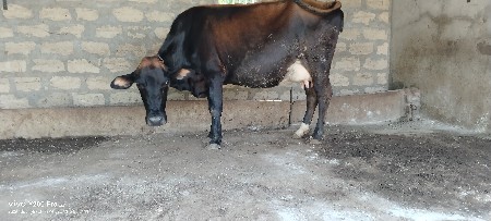 ગાય વેચવા ની છે