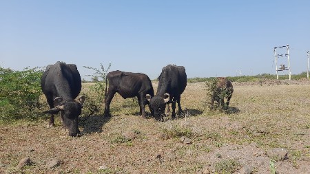 2 ભેંસ વેચવા ની છે