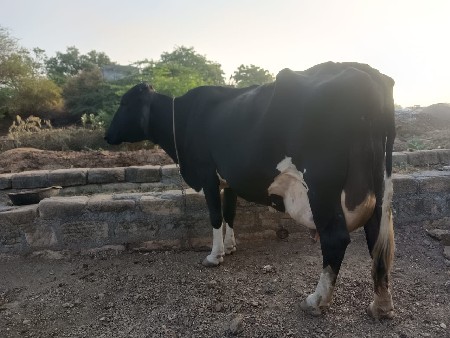 જર્સી ગીર ક્રોસ વેચવાની