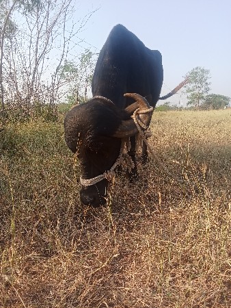 ખણેલી વેચવાની છે