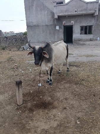 ગાય વેચવાની છે