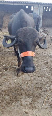 ખડેલી વેચવાની છે