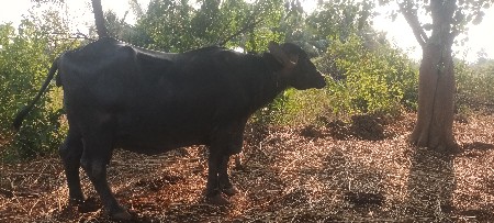 ભેશ વેશવાનિ છે