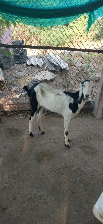bakri