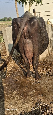 bhes vesvani se jafrabadi