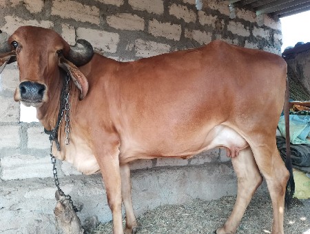 દેશી ગાય વેચવાની છે