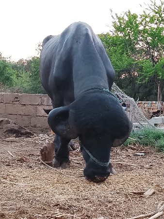 પાડો વેચવાનો છે