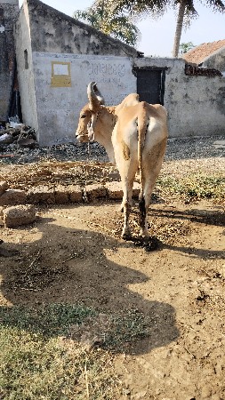 બળદ વેચવાના છે