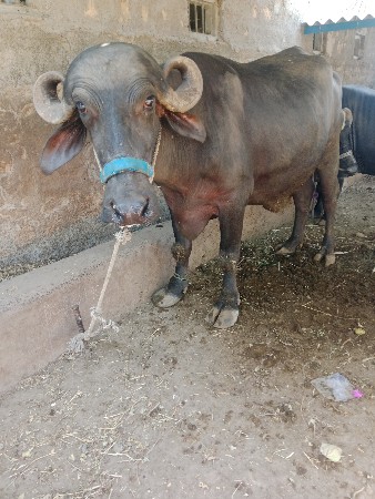 ભેંશ વેચવાની છે