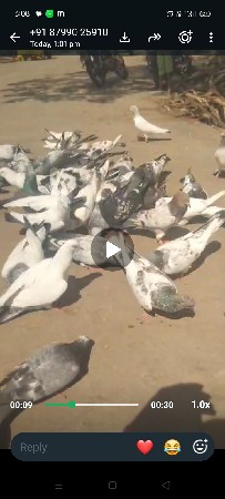 કબૂતર વેચવાના છે
