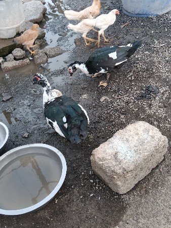 માસ કો બતક પાસ દેવાના છે