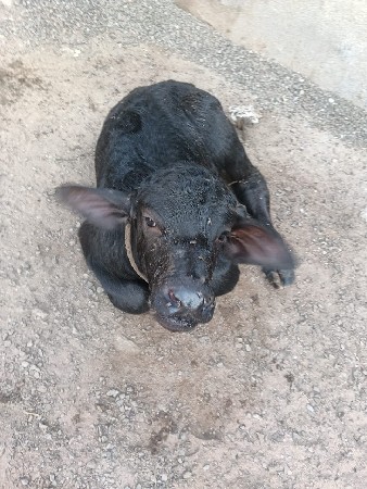 2 ભેસુ વેચવાની