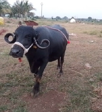ભેંસ વેચવાની છે