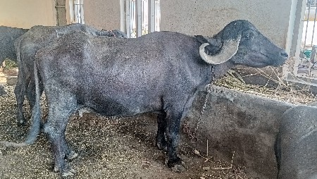 ૨વેતર ની ભેંસ વેચવાની છે